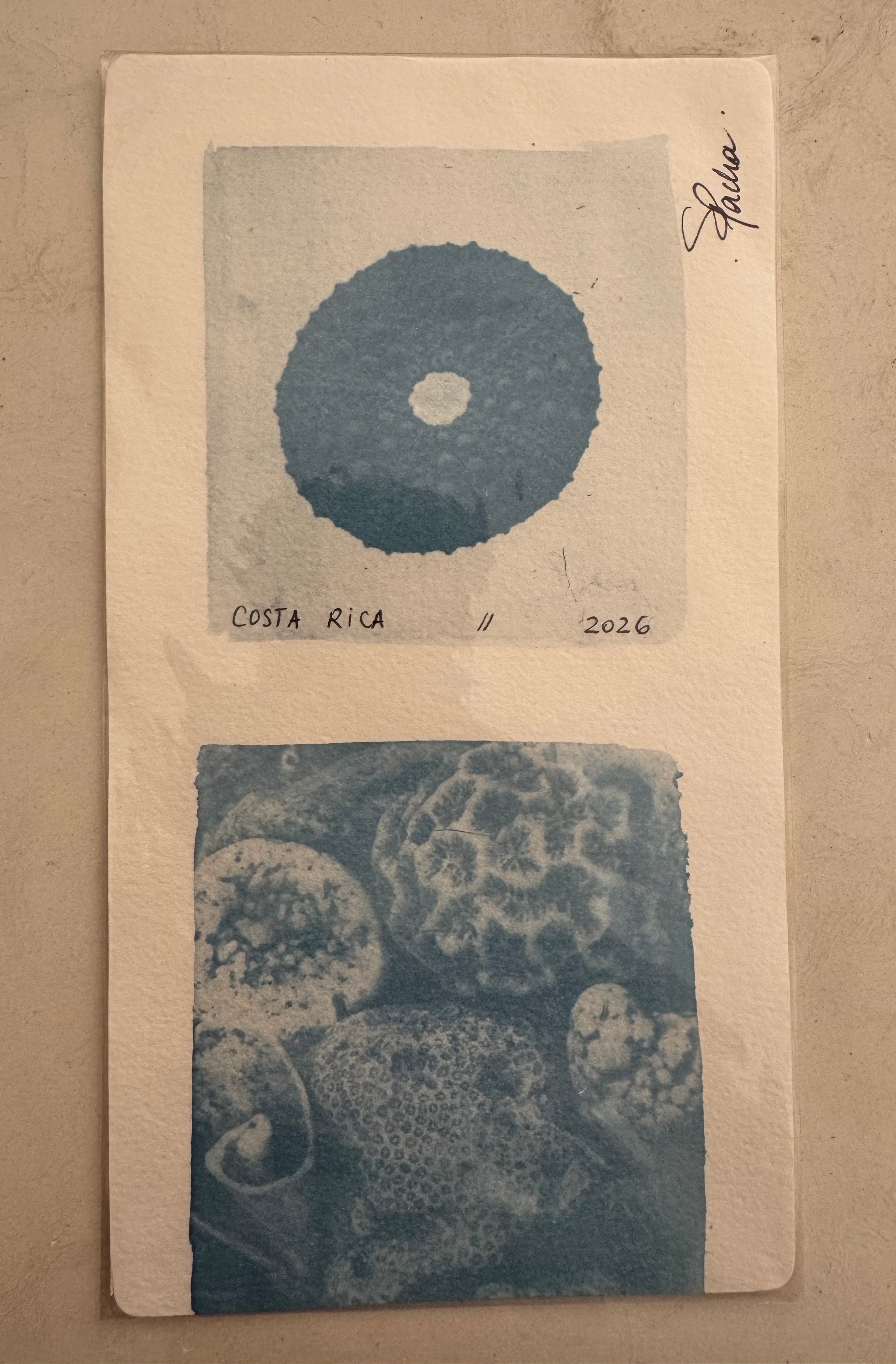 SEA PACHA / SEA TREASURES PRINT