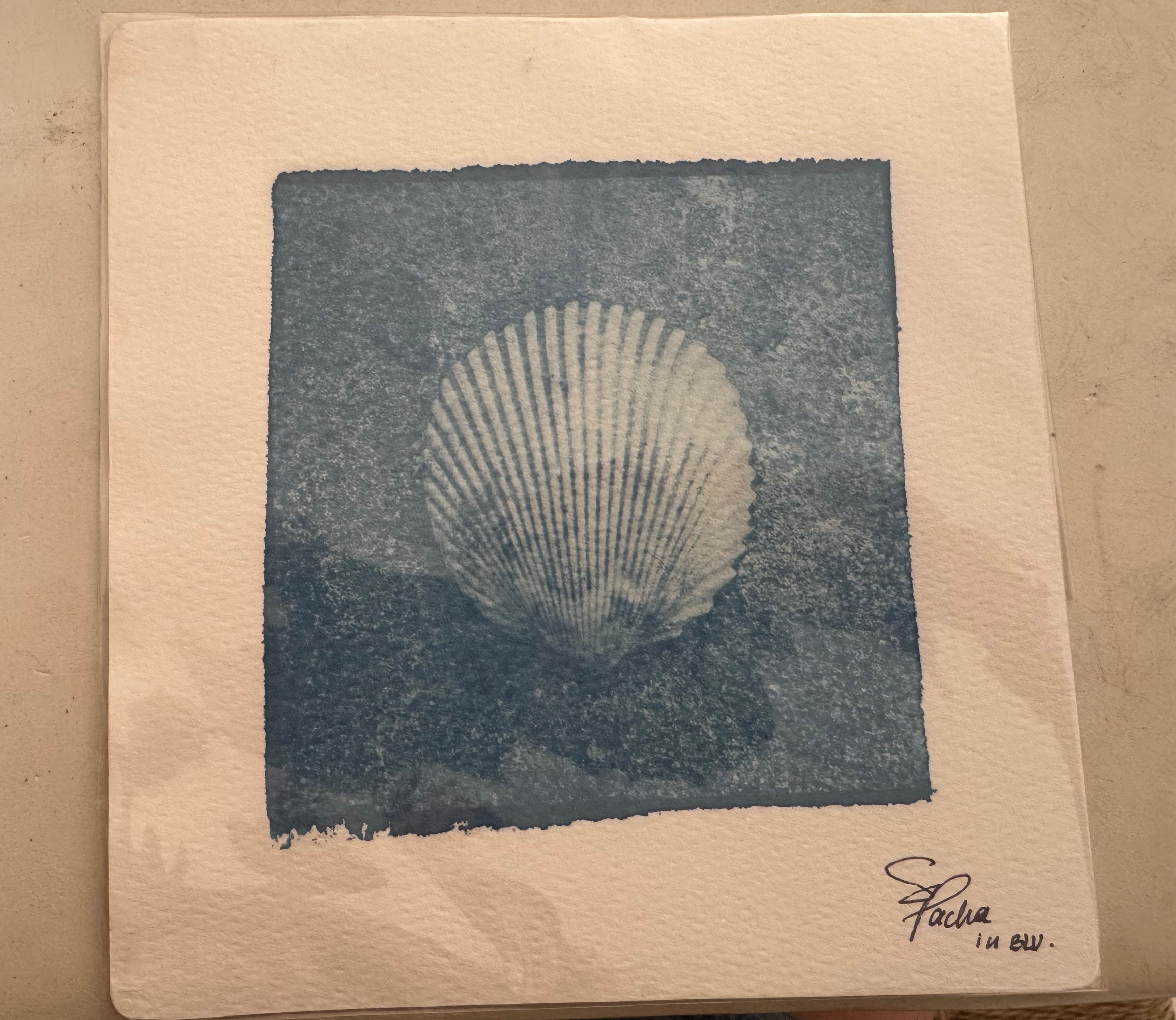 SEA PACHA / THE SHELL PRINT