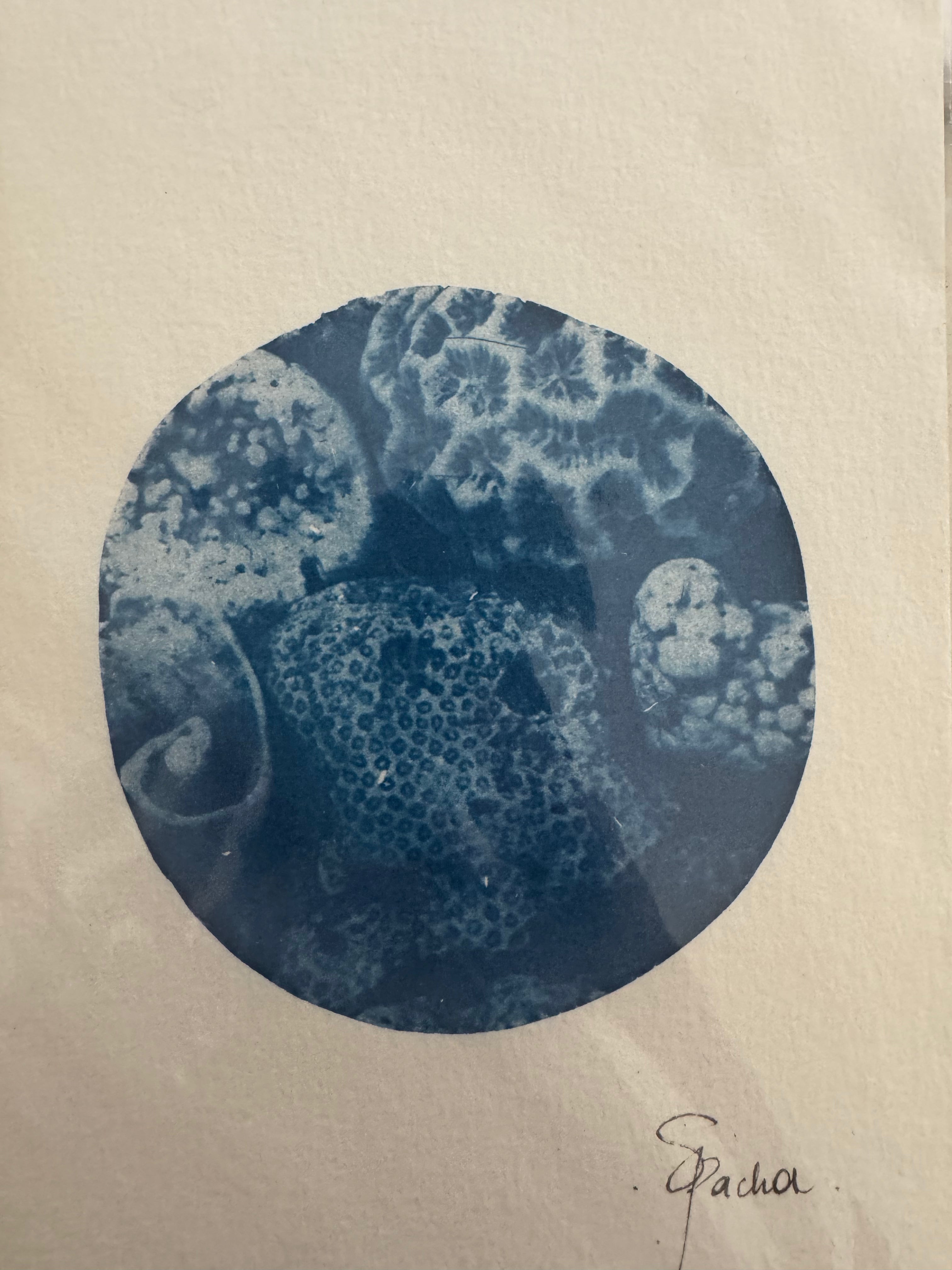 SEA PACHA / BLU CORALS PRINT